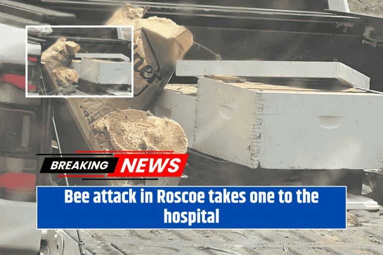 Bee attack in Roscoe takes one to the hospital