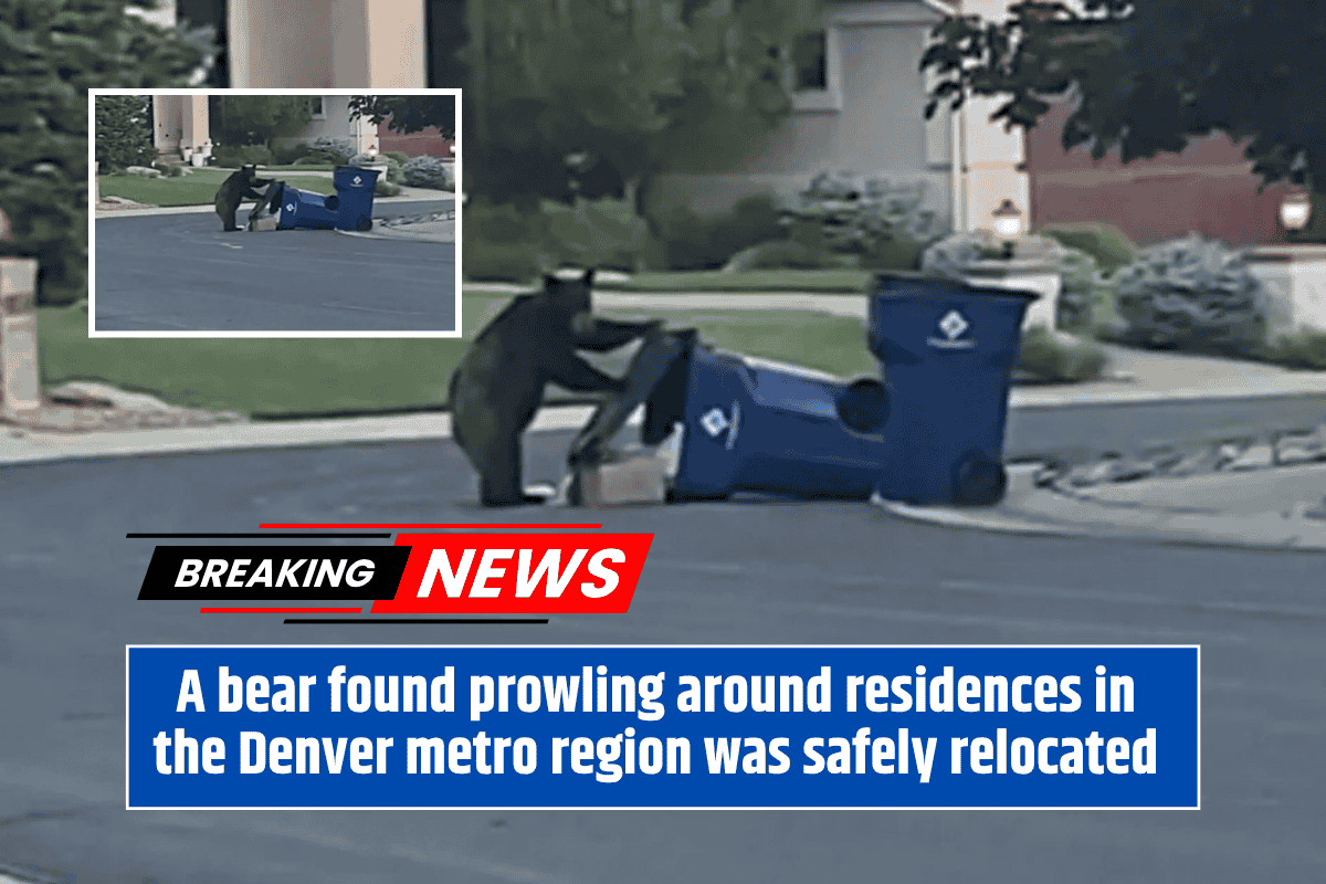A bear found prowling around residences in the Denver metro region was safely relocated