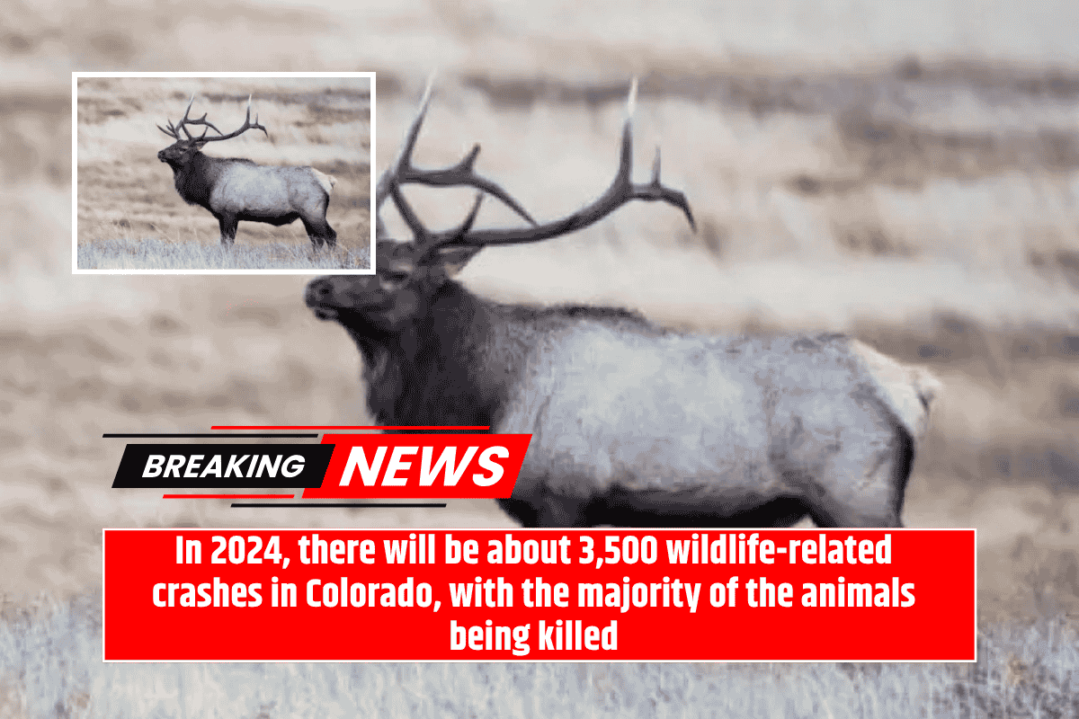 In 2024, there will be about 3,500 wildlife-related crashes in Colorado, with the majority of the animals being killed