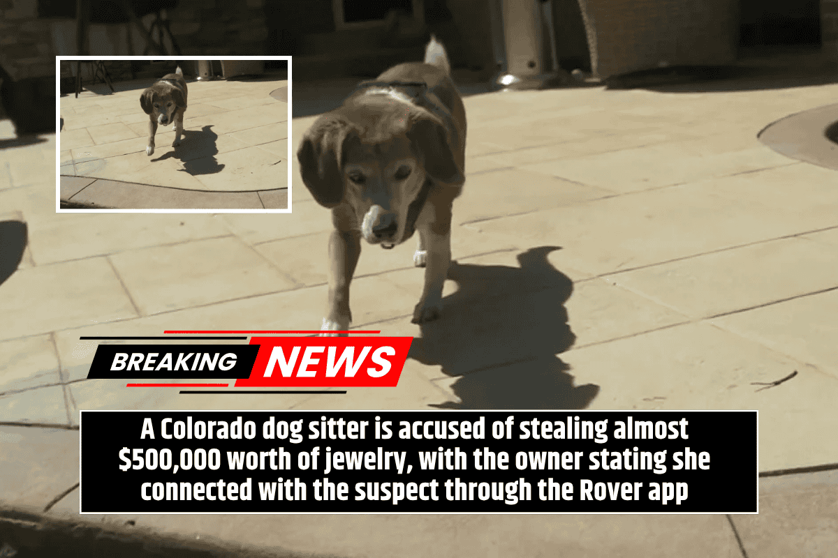 A Colorado dog sitter is accused of stealing almost $500,000 worth of jewelry, with the owner stating she connected with the suspect through the Rover app